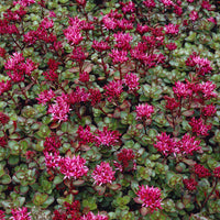 Vente Sedum spurium Fuldaglut - Sedum spurium Fuldaglut