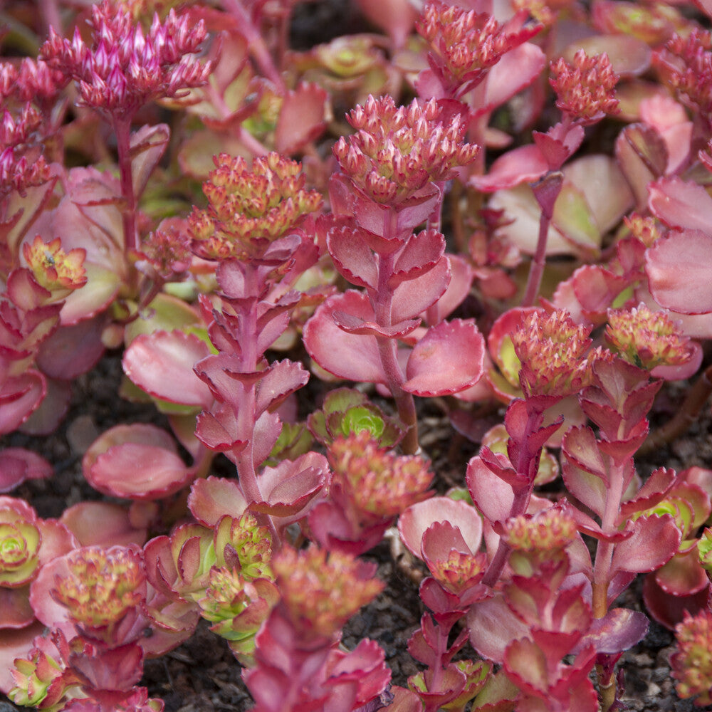 Sedum spurium Fuldaglut - Sedum spurium Fuldaglut - Bakker