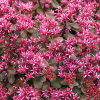 Sedum spurium Fuldaglut - Sedum spurium Fuldaglut - Plantes vivaces