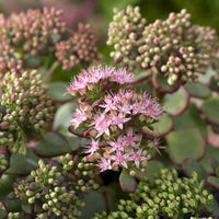 Vente Sedum spurium Fuldaglut
