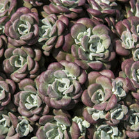 Sedum spathulifolium Purpureum - Sedum spatulé Purpureum - Plantes vivaces