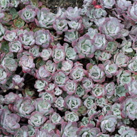 Sedum spatulé Purpureum - Sedum spathulifolium Purpureum - Bakker