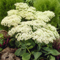 Sedum Stardust - Sedum spectabile Stardust - Bakker