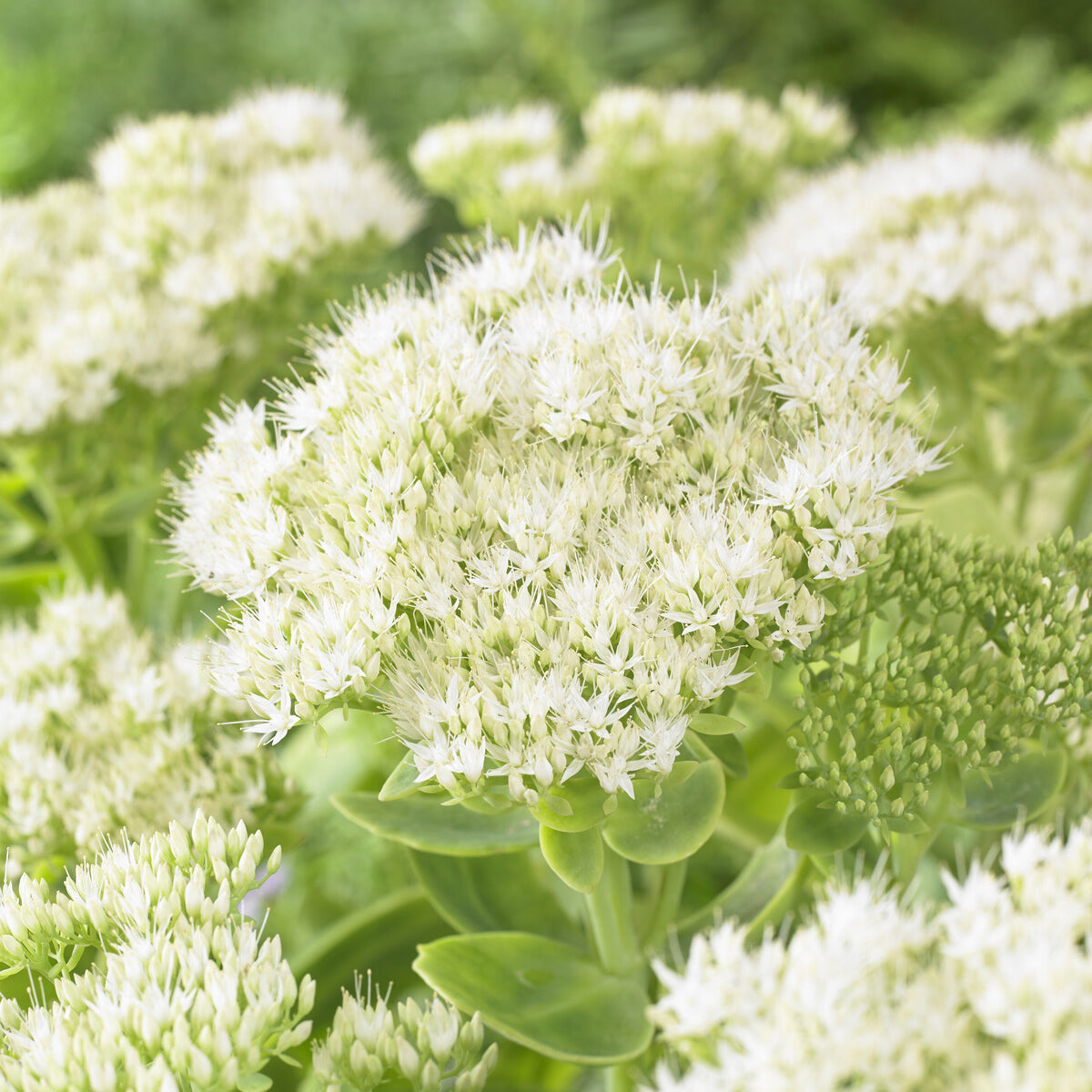 Sedum Stardust - Sedum spectabile Stardust - Bakker