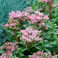 Vente Sedum spurium panaché