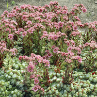 Joubarbe à toile d'araignée - Sempervivum - Sempervivum arachnoideum - Bakker