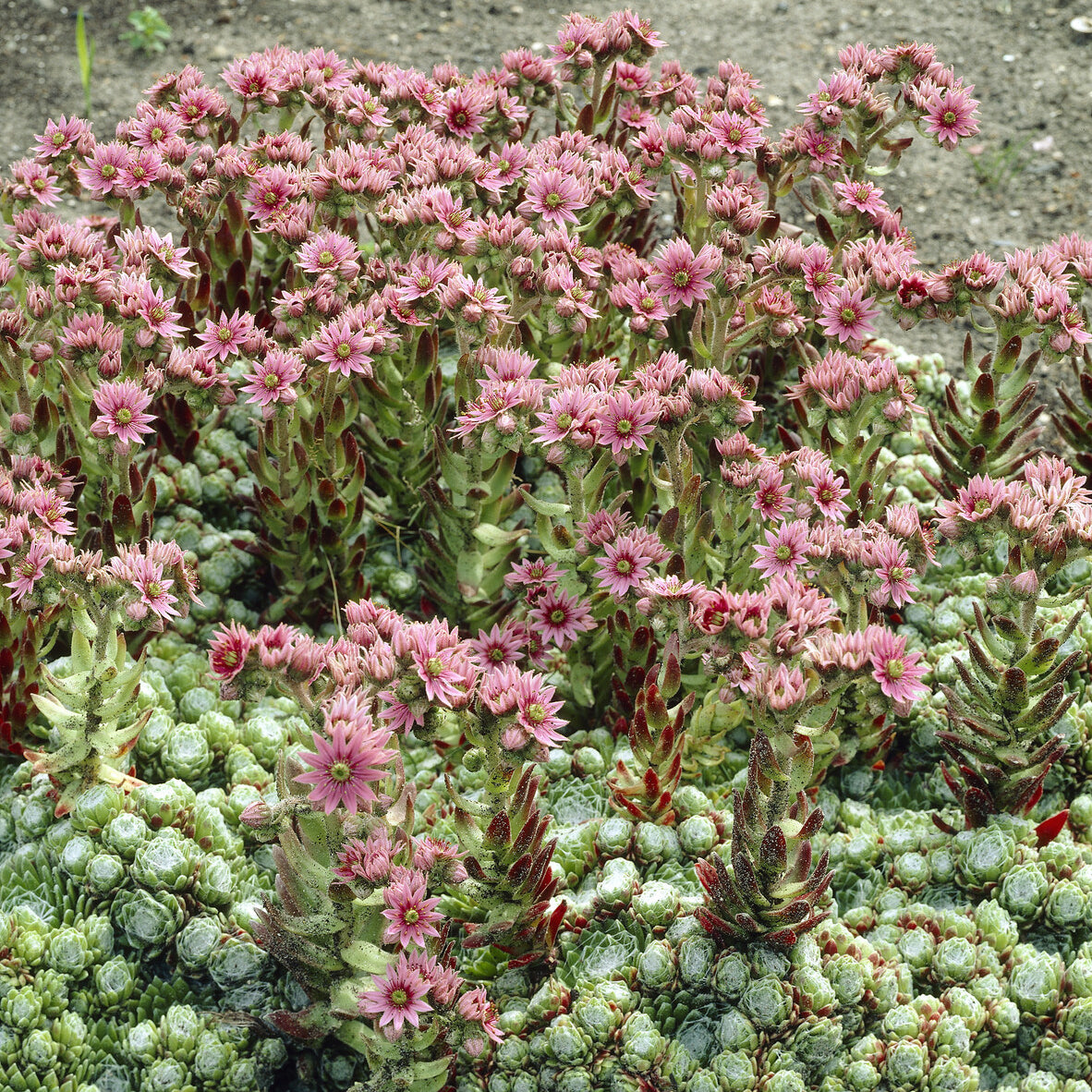 Joubarbe à toile d'araignée - Sempervivum - Sempervivum arachnoideum - Bakker