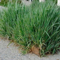 Phalaris - Baldingère faux-roseau - Bakker