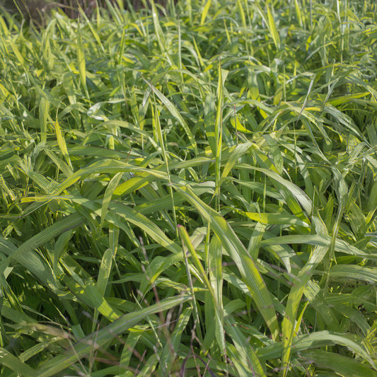 Spodiopogon sibiricus West Lake - Bakker