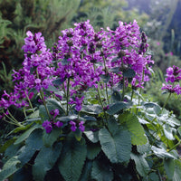 Vivaces fleuries - Epiaire à grandes fleurs Superba Bétoine Superba - Stachys grandiflora Superba