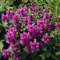 Epiaire à grandes fleurs Superba Bétoine Superba - Bakker