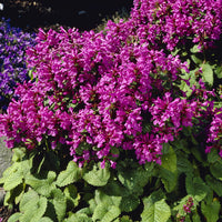 Epiaire à grandes fleurs Superba Bétoine Superba - Stachys grandiflora Superba - Bakker