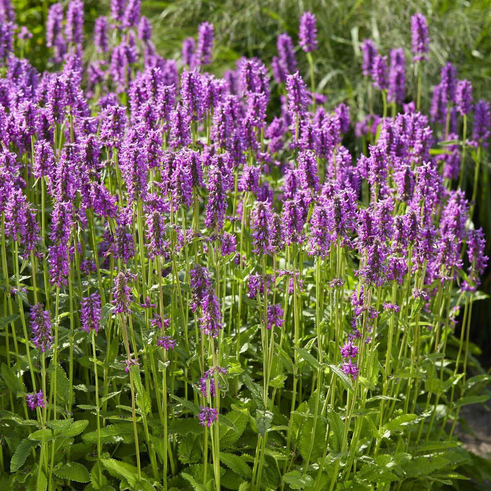 Epiaire Hummelo Bétoine Hummelo - Stachys monieri Hummelo - Bakker