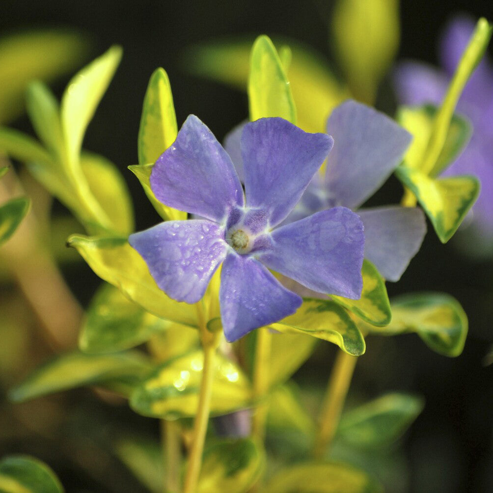 Petite pervenche panachée - Vinca minor Argenteovariegata - Bakker