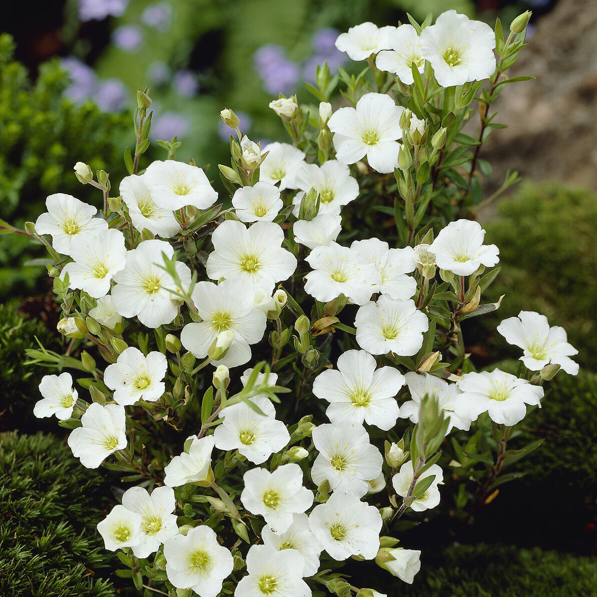 Sabline des Montagnes - Arenaria montana - Bakker