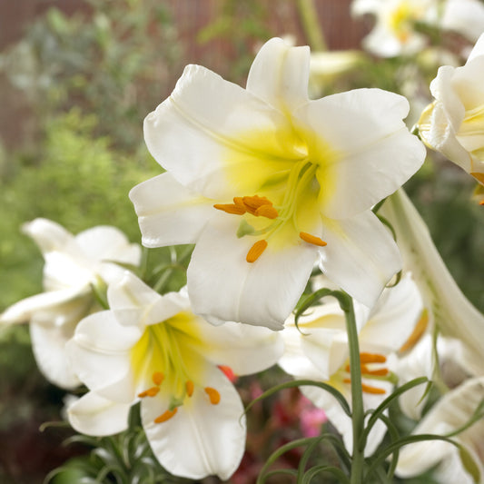 Lilium regale album - 3 Lis Trompette royal blanc - Bulbes de Lys