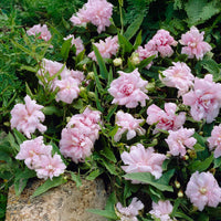 Liseron du japon à fleurs doubles - Bakker