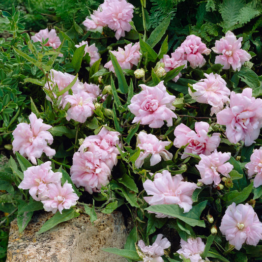 Liseron du japon à fleurs doubles - Bakker
