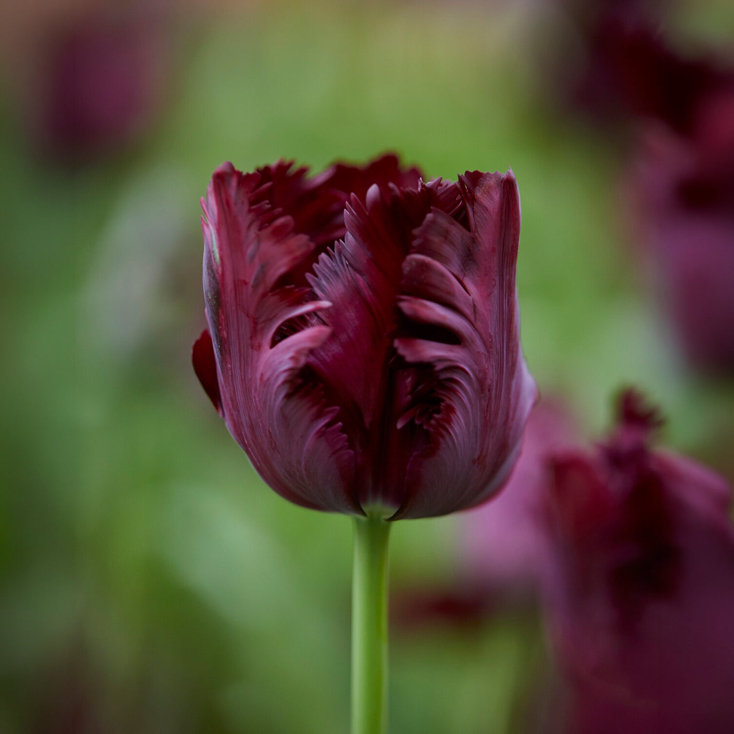 Tulipa Princesse  Irene, Black Parrot, Apricot Parrot - Collection de 24 Tulipes perroquet : Princesse Irene, Black Parrot, Apric - Bulbes de Tulipe