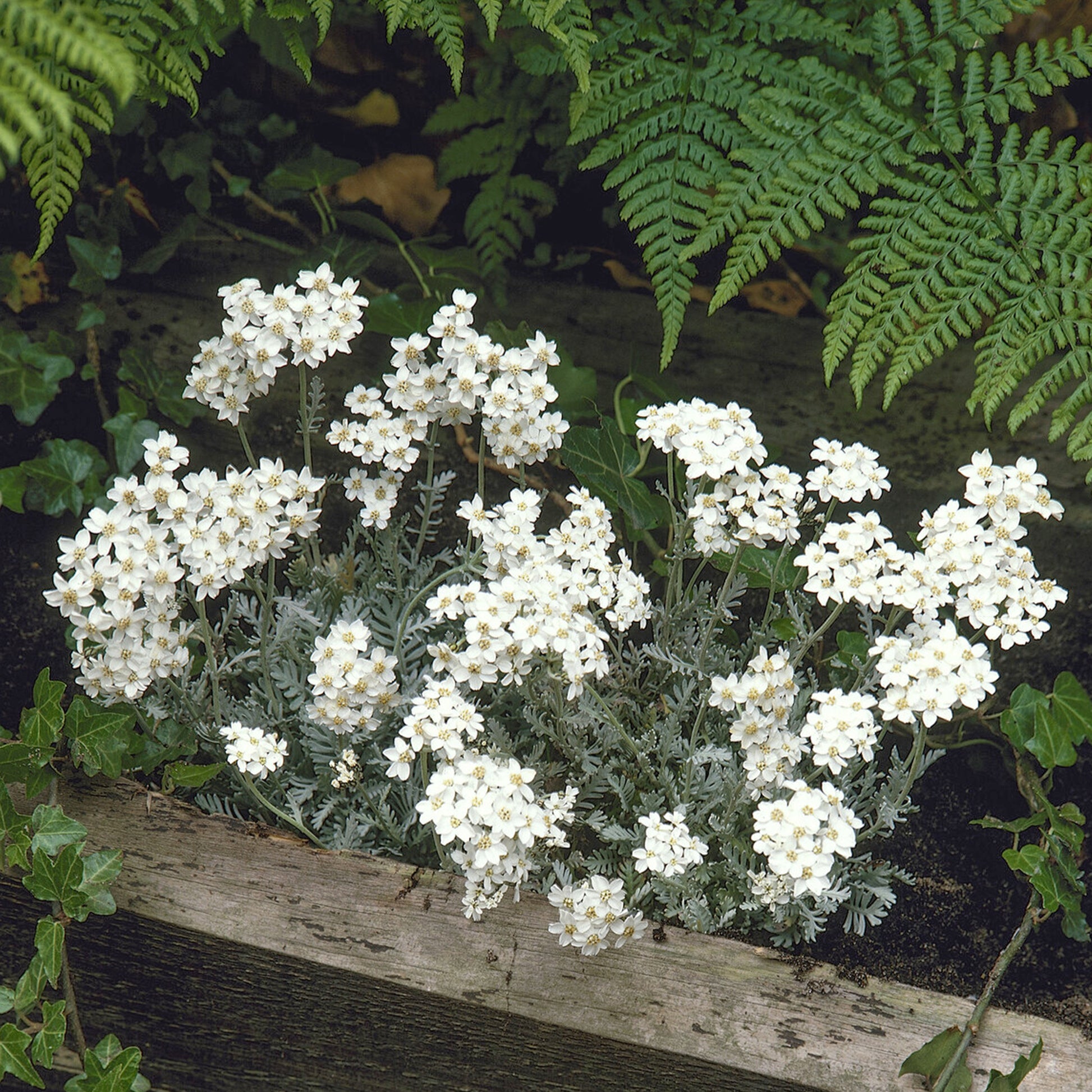 Achillée en ombelle - Achillea umbellata - Bakker