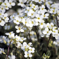 Arabette rampante Variegata - Bakker