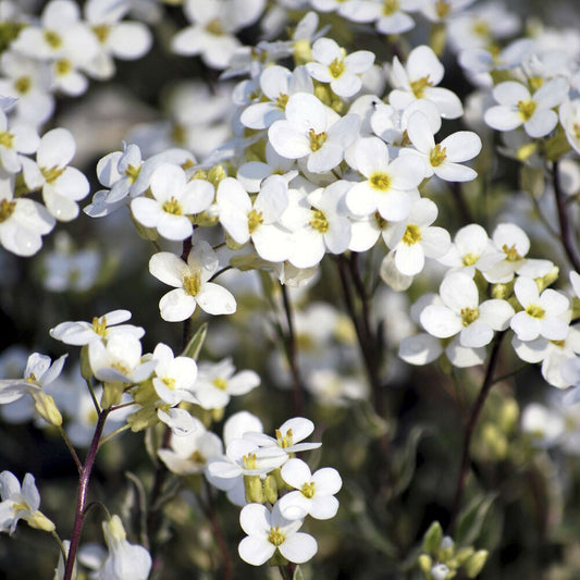 Arabette rampante Variegata - Bakker