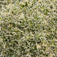 Arabis ferdinandi-coburgii variegata - Arabette rampante Variegata - Plantes vivaces