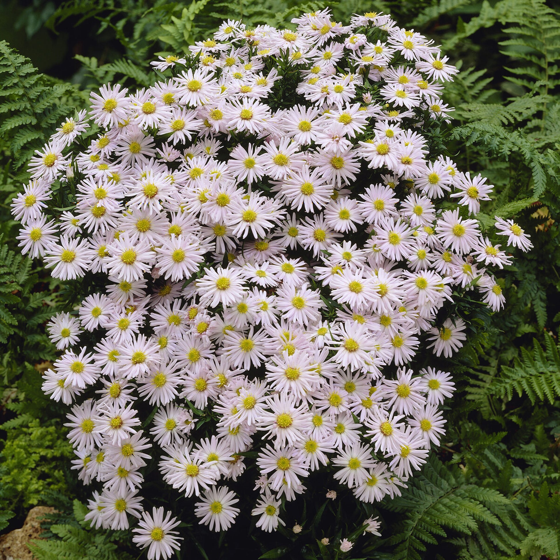 Aster nain Snowsprite - Bakker