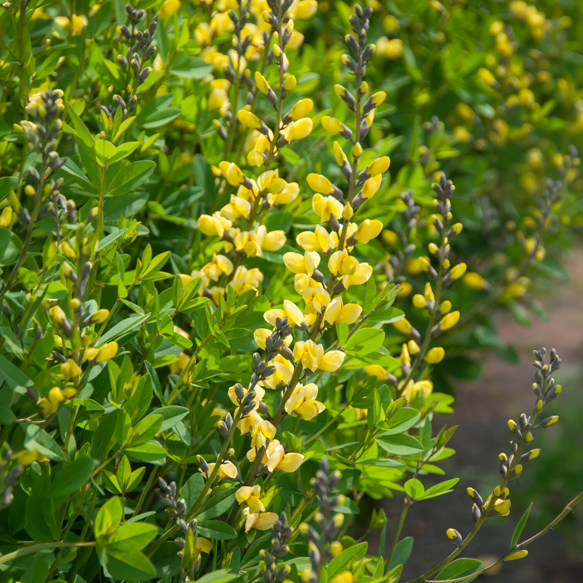 Baptisia - Lupin indigo Lemon Meringue - Baptisia Lemon Meringue