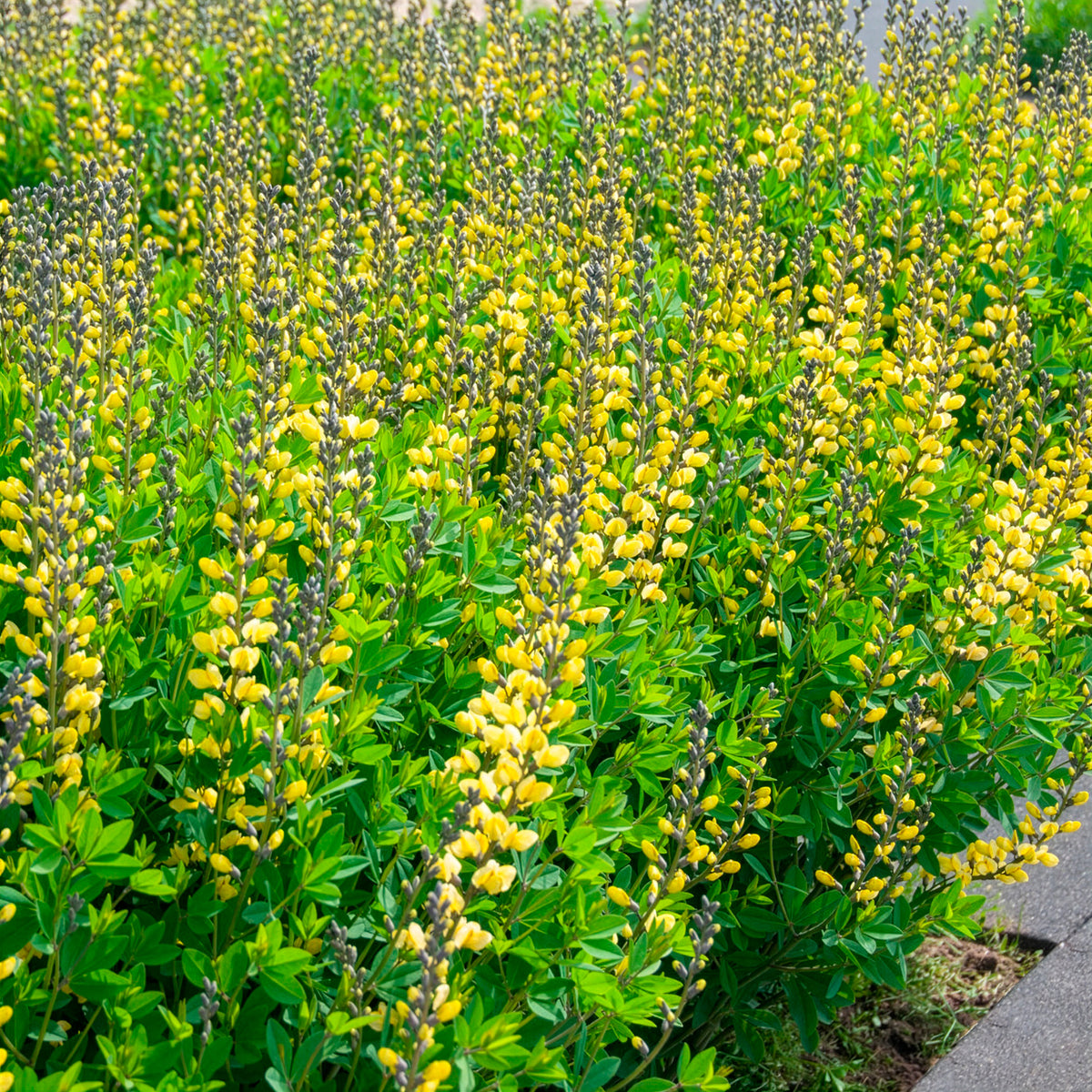 Baptisia Lemon Meringue - Lupin indigo Lemon Meringue - Baptisia