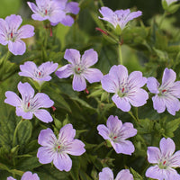 Geranium nodosum - Géranium vivace noueux - Géraniums