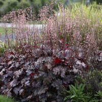 Heuchera berry smoothie - Heuchère Berry Smoothie - Heuchère