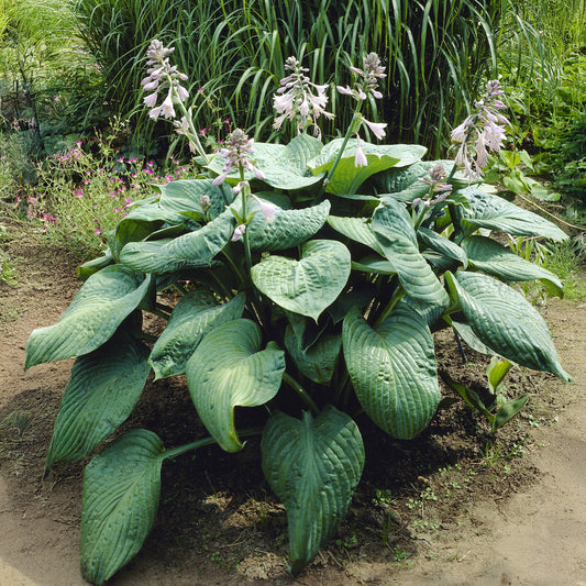 Hosta Blue Umbrellas Funkia - Bakker
