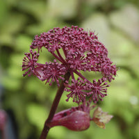 Angélique - Angelica gigas - Bakker
