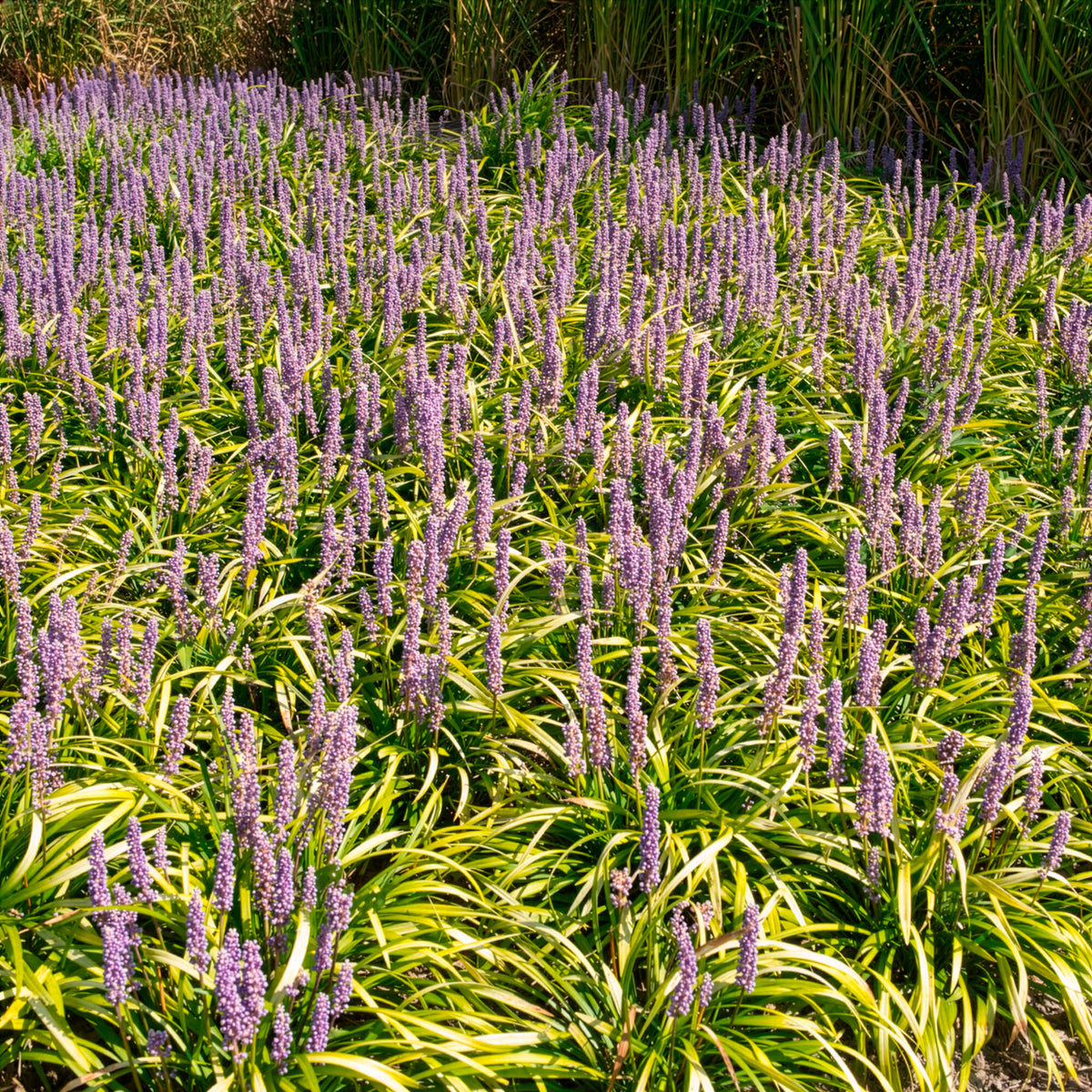 Liriope - Liriope muscari Gold Banded - Liriope muscari Gold Banded