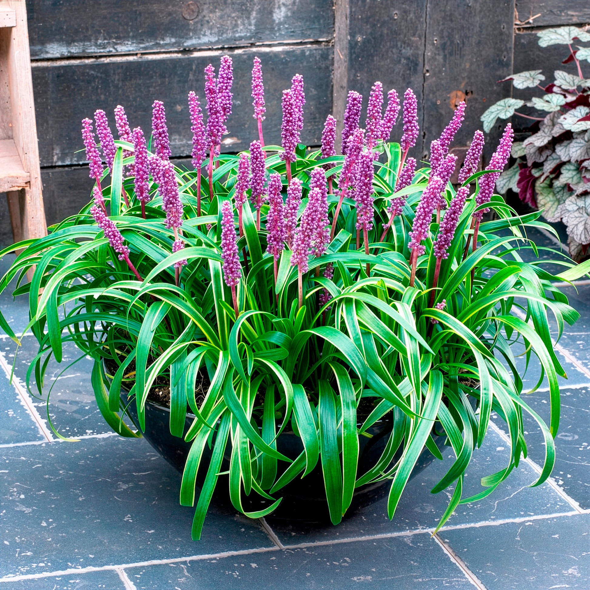 Liriope muscari Gold Banded - Liriope muscari Gold Banded - Liriope