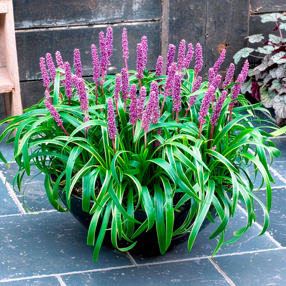 Liriope muscari Gold Banded - Liriope muscari Gold Banded - Liriope