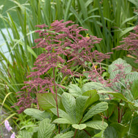 Vente Rodgersia henrici - Rodgersia henrici