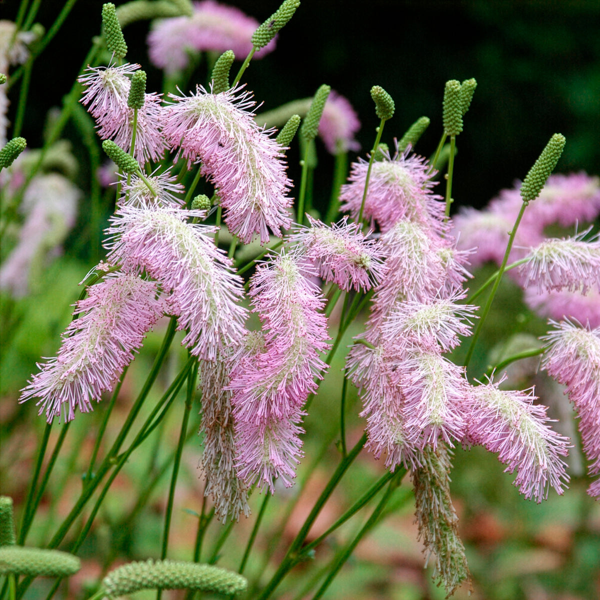 Pimprenelle Pink Brushes - Sanguisorbe - Sanguisorba Pink Brushes - Bakker