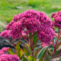 Sedum - Orpin - Sedum Mr Goodbud - Sedum Mr Goodbud