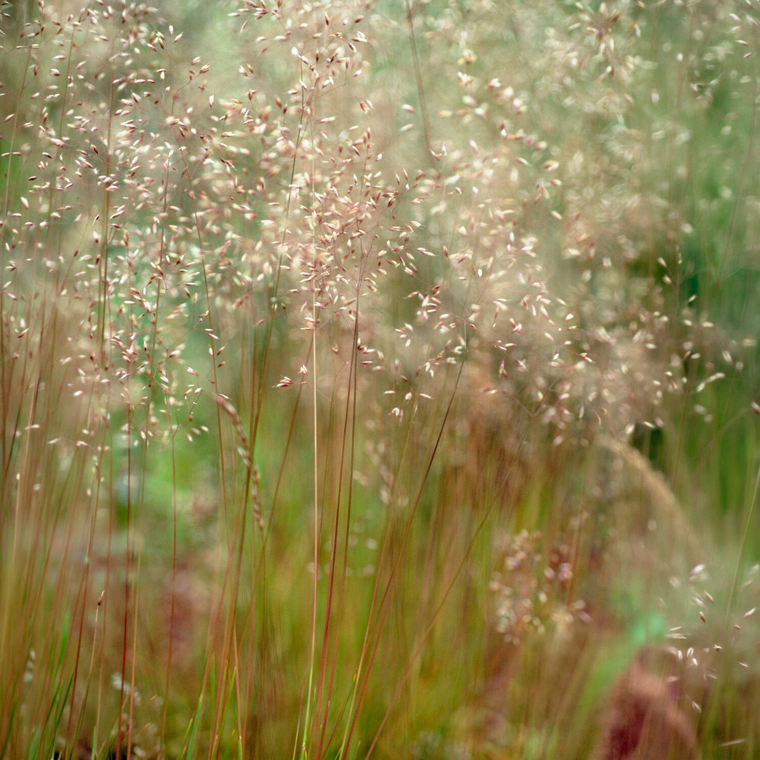 Deschampsia flexuosa Tatra Gold - Canche flexible Tatra Gold - Canche