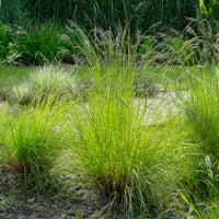 Herbe d'amour courbée - Eragrostis curvula - Bakker