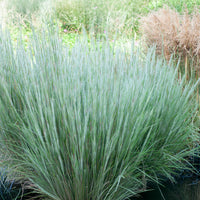 Schizachyrium scoparium Ha Ha Tonka - Andropogon Ha Ha Tonka - Andropogon