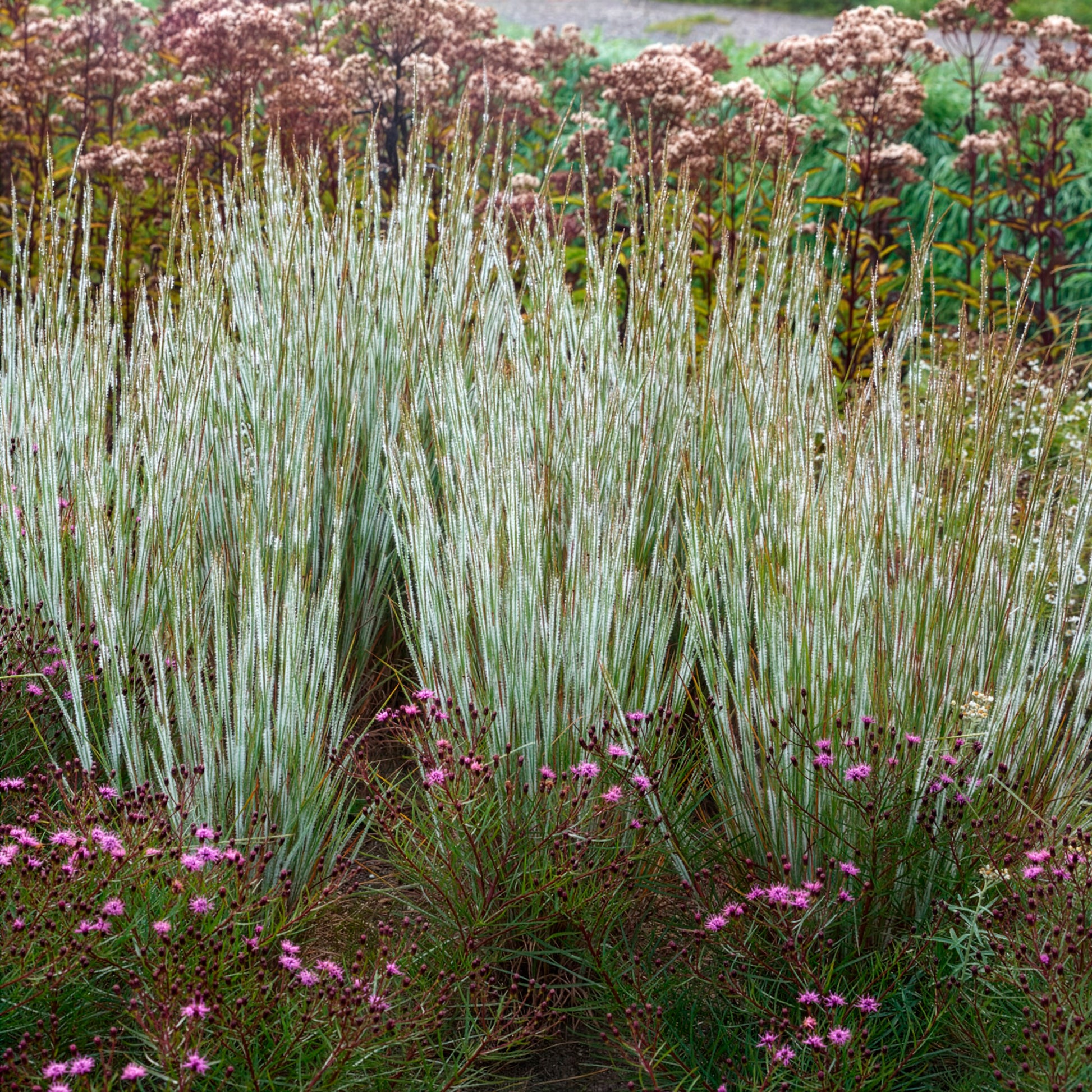 Andropogon Ha Ha Tonka - Schizachyrium scoparium Ha Ha Tonka - Bakker