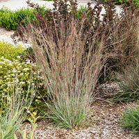 Andropogon Standing Ovation - Bakker