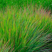 Andropogon - Andropogon Standing Ovation - Schizachyrium scoparium Standing Ovation