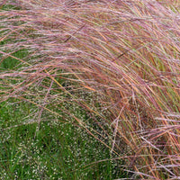 Schizachyrium scoparium Wildwest - Andropogon Wildwest - Andropogon
