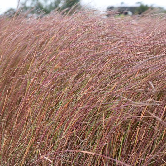 Andropogon Wildwest - Bakker
