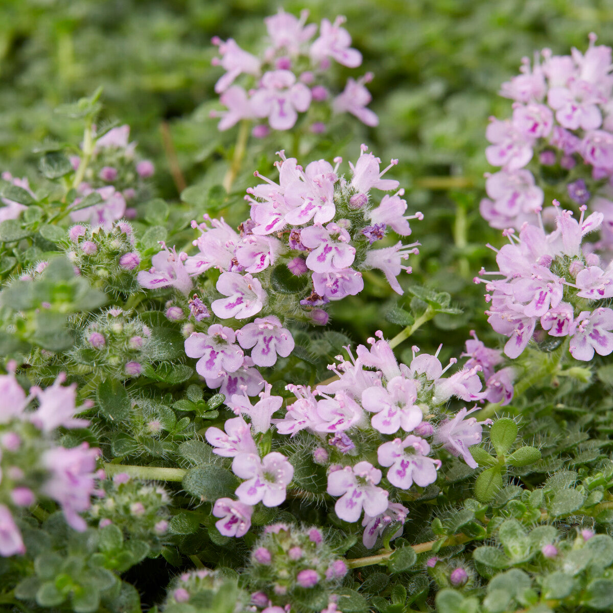 Thym serpolet Elfin - Thymus Elfin - Bakker