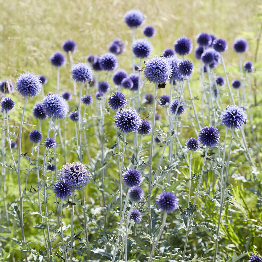 Plantes vivaces - Boules azurées Veitchs Blue - Echinops ritro Veitch's Blue